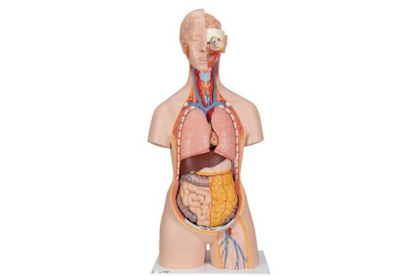 klasyczny unisexowy model tułowia człowieka z otwartą szyją i plecami, 18 części - 3b smart anatomy- 1000193 [b19] 3b scientific modele anatomiczne 2